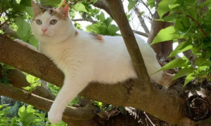 为什么猫咪死了要挂上树呢