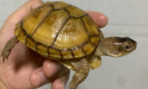 三趾箱龟寿命多久