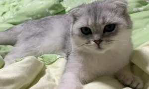邓峰家的猫nana壁纸图片