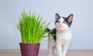 猫草是为什么种出来的