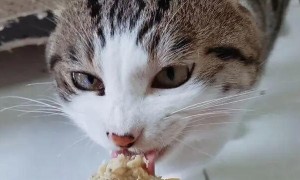 为什么猫咪吃了鸡肉亢奋了呢
