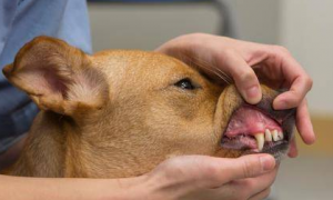 狗狗的牙龈为什么泛白