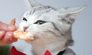 为什么猫咪很爱吃虾壳呢