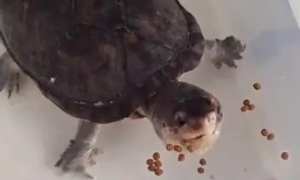 鱼粮能喂乌龟吗