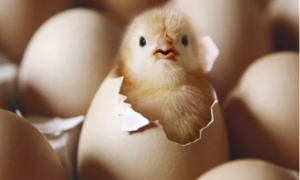 孵蛋过程中蛋破了怎么办