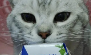 猫可以喝安慕希酸奶吗