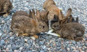 四兔子死了五兔子抬