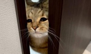 猫咪为什么晚上要去开门呢