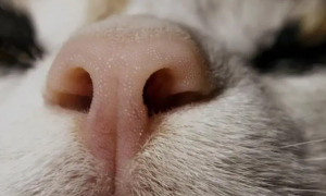 为什么猫咪的鼻子冷冷的