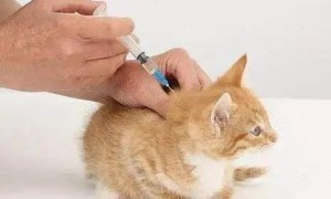 狗狗猫猫为什么打疫苗呢