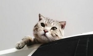 猫咪为什么喜欢爬高或者挖墙