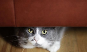 猫咪为什么总是躲着