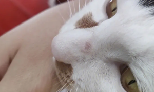 猫咪鼻头掉皮是什么原因