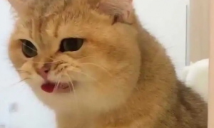 猫为什么会咬住自己的舌头