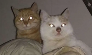 猫眼睛为什么到了晚上会发光