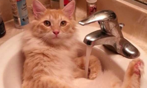 猫咪能给主人洗澡吗为什么呢