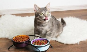 为什么猫咪总爱在饭盆前面的原因