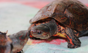 洪都拉斯木纹龟饲养方法