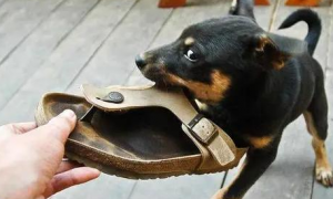 狗狗为什么叼人的鞋子呢