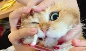 猫咪全口拔牙为什么