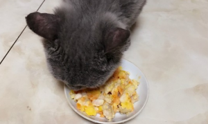猫咪为什么会吃马铃薯呢