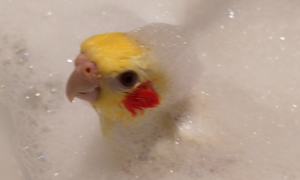 未断奶鹦鹉怎么洗澡