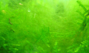 鱼缸里长绿藻是好是坏