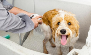 狗狗怀孕为什么不能洗澡呢