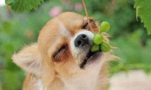 狗吃葡萄多久没症状就没事了