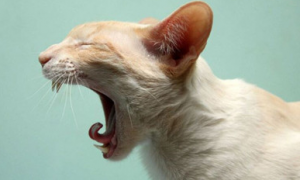 为什么猫咪打喷嚏鼻塞了呢