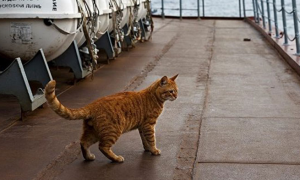 为什么军舰上要养一只猫