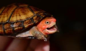 蝎泽蛋龟和红面蛋龟的区别