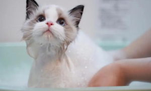 猫咪为什么洗澡这么凶