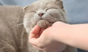 猫咪为什么拿手摸你脸上呢