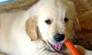 狗狗能不能吃胡萝卜片
