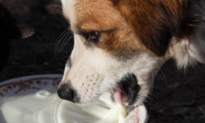 狗狗能喝什么酸奶