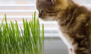 猫草都是什么草