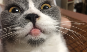 猫咪为什么挠嘴唇