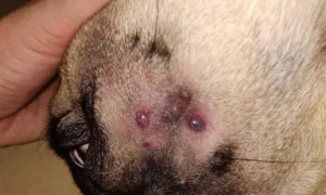 狗狗脸上为什么长痘痘呢