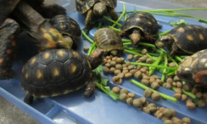龟一天吃多少龟粮