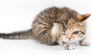 猫咪会影响睡觉吗为什么