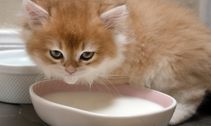 猫咪能喝甜豆浆吗