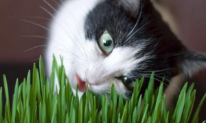 猫草有野生的吗