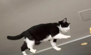 猫咪为什么总是往上爬怎么回事