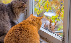 猫咪为什么是松鼠动物的一种