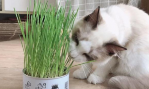 猫草适合多大的猫