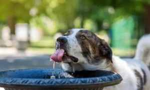 老年狗狗这几天吃很多的水为什么呢