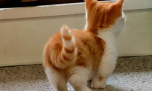 猫咪为什么屁股后面撒尿呢