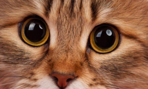 猫咪眼睛为什么会发光