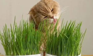 怎么给猫咪喂猫草